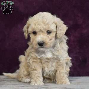 George, Bich-Poo Puppy